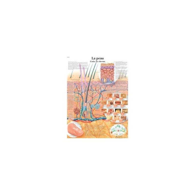 Charte Anatomique La Peau / Le Derme American 3B Scientific Livres, chartes et réflexologie
