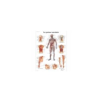 Vascular system anatomical chart American 3B Scientific Books, charts and reflexology