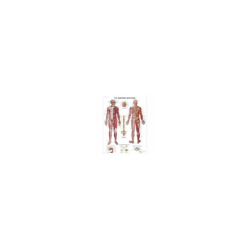 Anatomical Chart - Human Nervous System American 3B Scientific Books, charts and reflexology