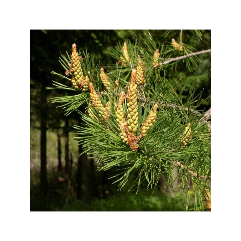 Huile essentielle - Pin Sylvestre Québec Aliksir Ambiance