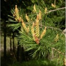 Scotch Pine Quebe - Essential Oil Aliksir Ambience