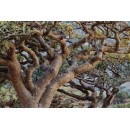Huile Essentielle Biologique Oliban (Boswellia carterii) Aliksir Magasiner tout - Produits Massage Boutik