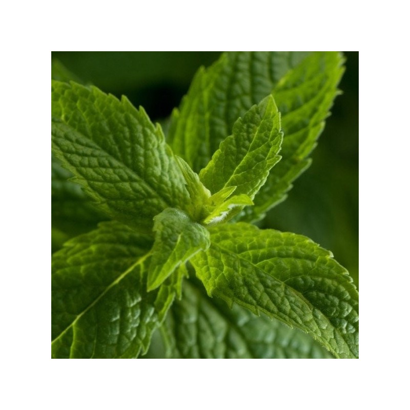 Huile Essentielle - Menthe poivrée Aliksir Ambiance