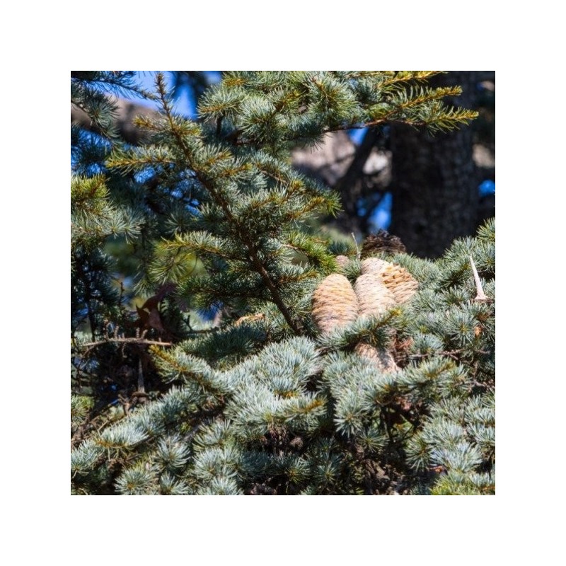 Huile Essentielle Biologique Cèdre d'Atlas Aliksir Ambiance