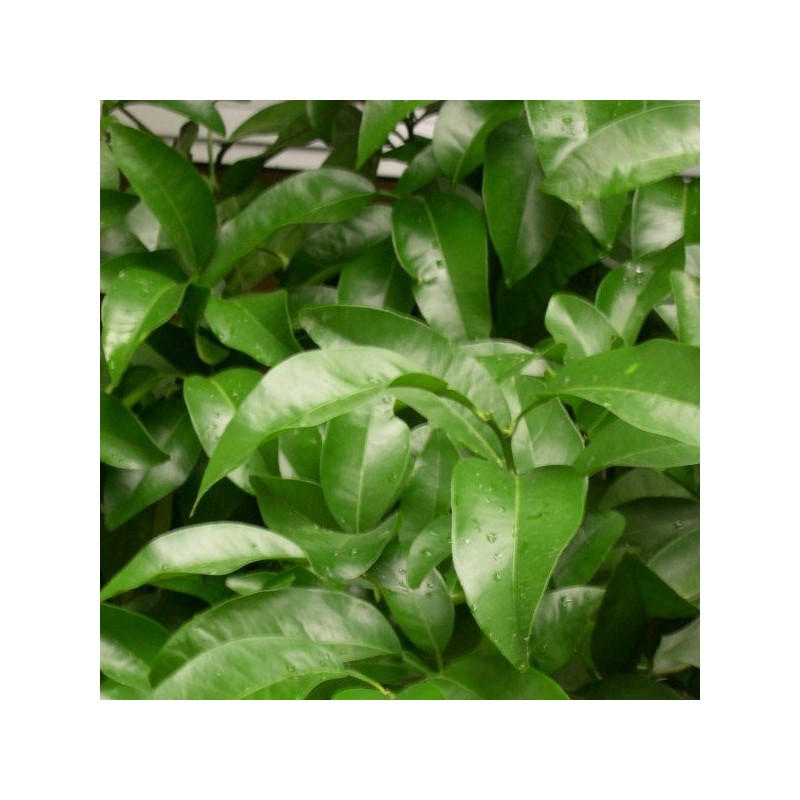 Petitgrain - Essential Oil Aliksir Ambience