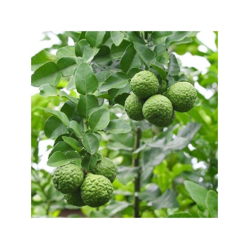 Bergamot Zest Essential Oil Aliksir Ambience