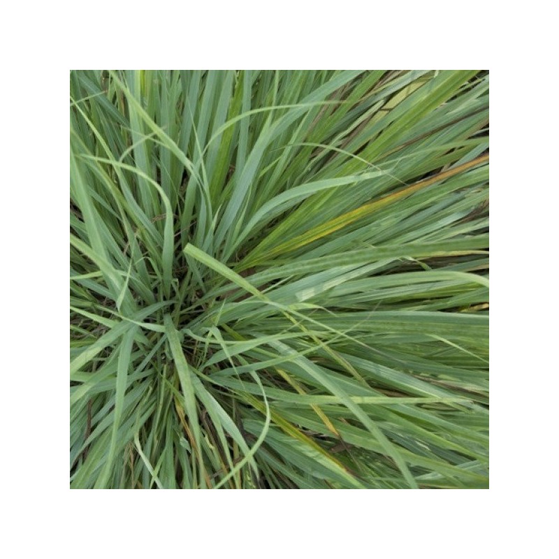 Lemongrass Essential Oil Aliksir Ambience