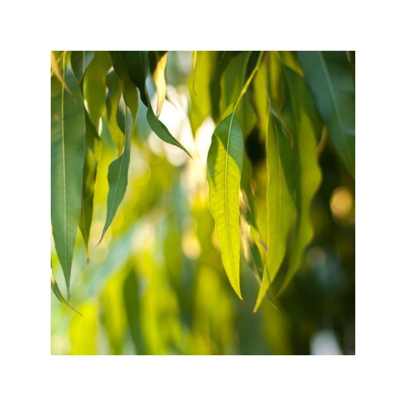 Huile essentielle Eucalyptus Radiata Aliksir Ambiance