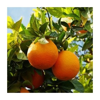 Sweet Orange Zest - Essential Oil Aliksir Ambience