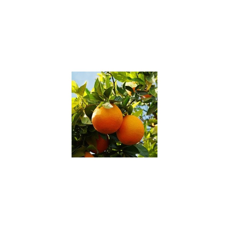 Huile Essentielle - Orange Douce Zeste Aliksir Ambiance