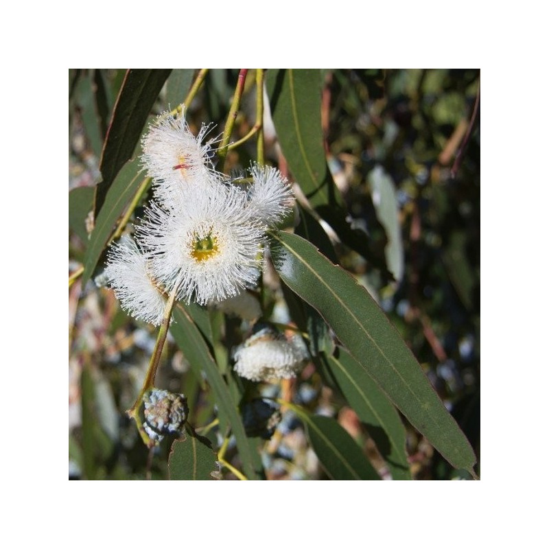 Eucalyptus Blue Gum Crude - Essential Oil Aliksir Ambience