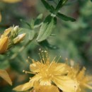 St. John's-wort - Macerated Oil Aliksir Shop by category - Massage Boutik Products