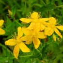 St. John's-wort - Macerated Oil Aliksir Shop by category - Massage Boutik Products