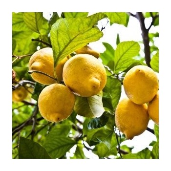 Essential Oil Lemon Zest (Citrus limonum) Aliksir Ambience