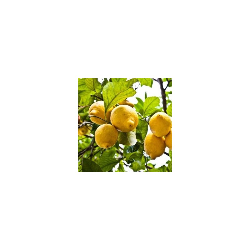 Huile Essentielle Citron Zeste (Citrus limonum) Aliksir Ambiance