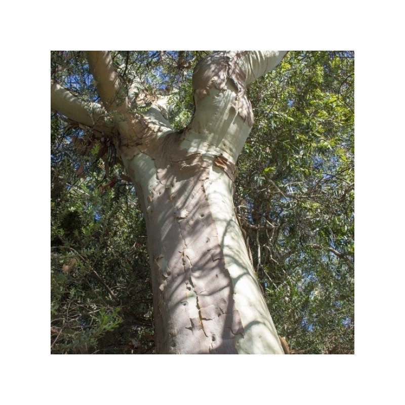 Eucalyptus Lemon - Essential Oil Aliksir Ambience