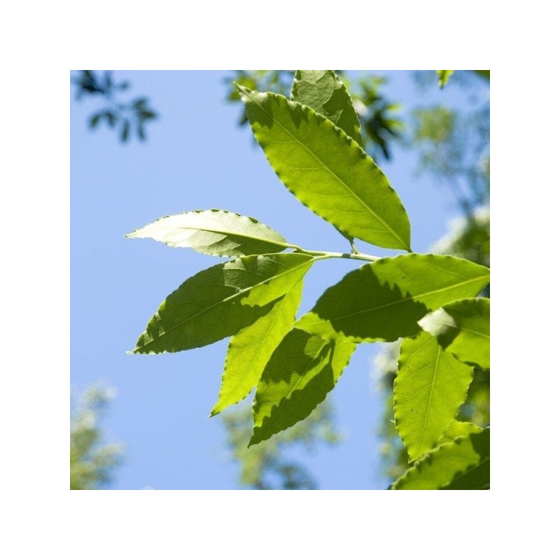 Bay Laurel - Essential Oil Aliksir Ambience