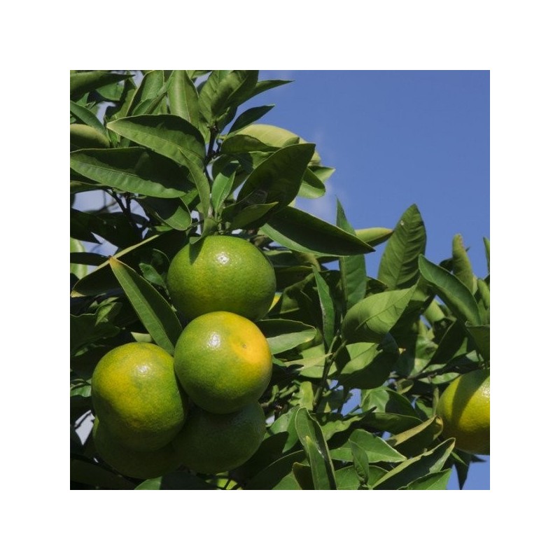 Huile Essentielle - Mandarine Verte Aliksir Ambiance