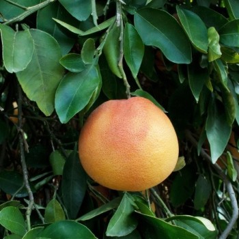 Essential Oil - Grapefruit Pink Zest Aliksir Ambience