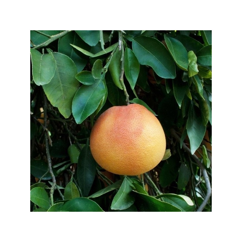 Essential Oil - Grapefruit Pink Zest Aliksir Ambience