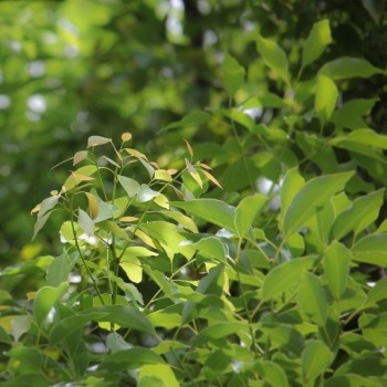Ravintsara, Cinnamomum camphora Aliksir Ambience
