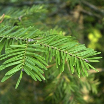 Huile Essentielle - Sapin Baumier Aliksir Ambiance