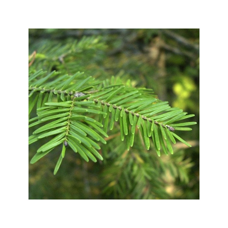Balsam Fir - Essential Oil Aliksir Ambience