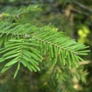 Huile Essentielle - Sapin Baumier Aliksir Ambiance