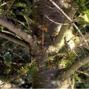 Balsam Fir - Essential Oil Aliksir Ambience