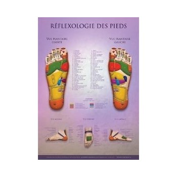 Foot Reflexology Chart  Shop by category - Massage Boutik Products