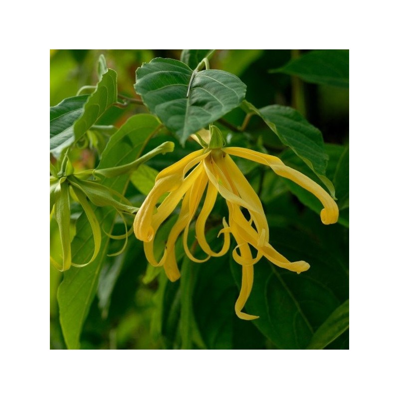 Huile essentielle - Ylang Ylang Aliksir Ambiance