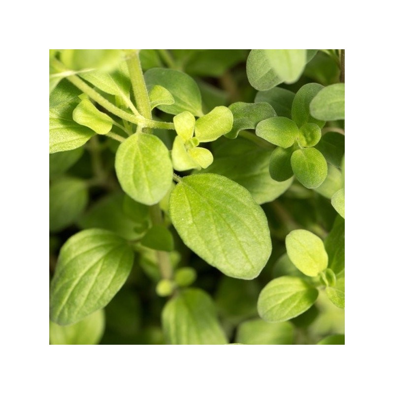 Huile Essentielle - Marjolaine à Coquilles Aliksir Magasiner tout - Produits Massage Boutik