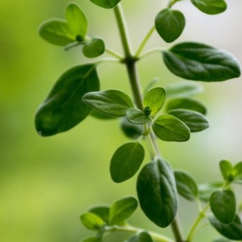 Essential Oil - Sweet Marjoram Aliksir Shop by category - Massage Boutik Products