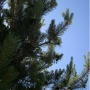Scotch Pine Quebe - Essential Oil Aliksir Ambience