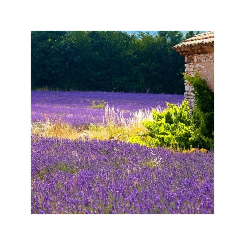 Huile Essentielle - Lavande Officinale Biologique Aliksir Ambiance