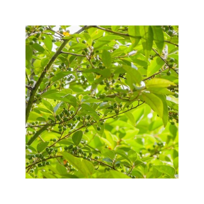 Essential Oil - Litsea citrata Aliksir Ambience