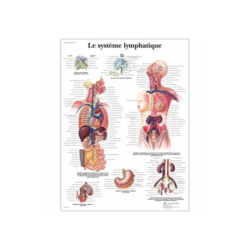 Charte Anatomique - Système Lymphatique American 3B Scientific Livres, chartes et réflexologie