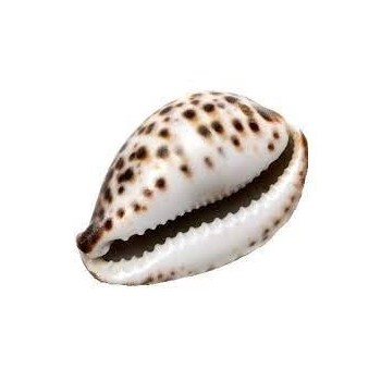 Coquillage Naturel Cowrie LavaShell Coquillages de massage