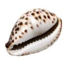 Porcelain Lava Shells® Natural Cowrie LavaShell Massage Shells