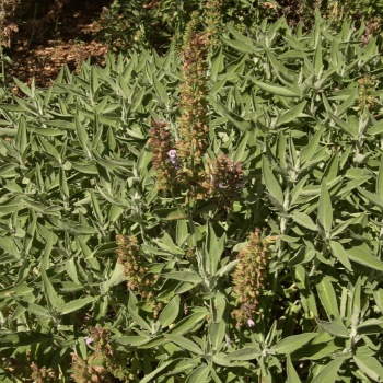 Sage Essential Oil