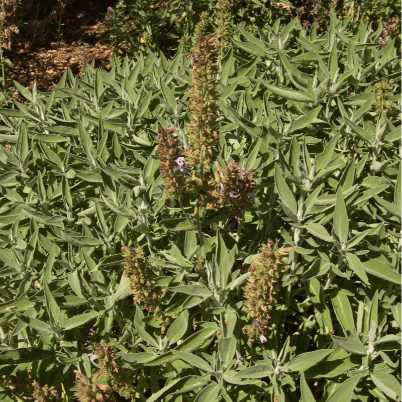 Sage Essential Oil